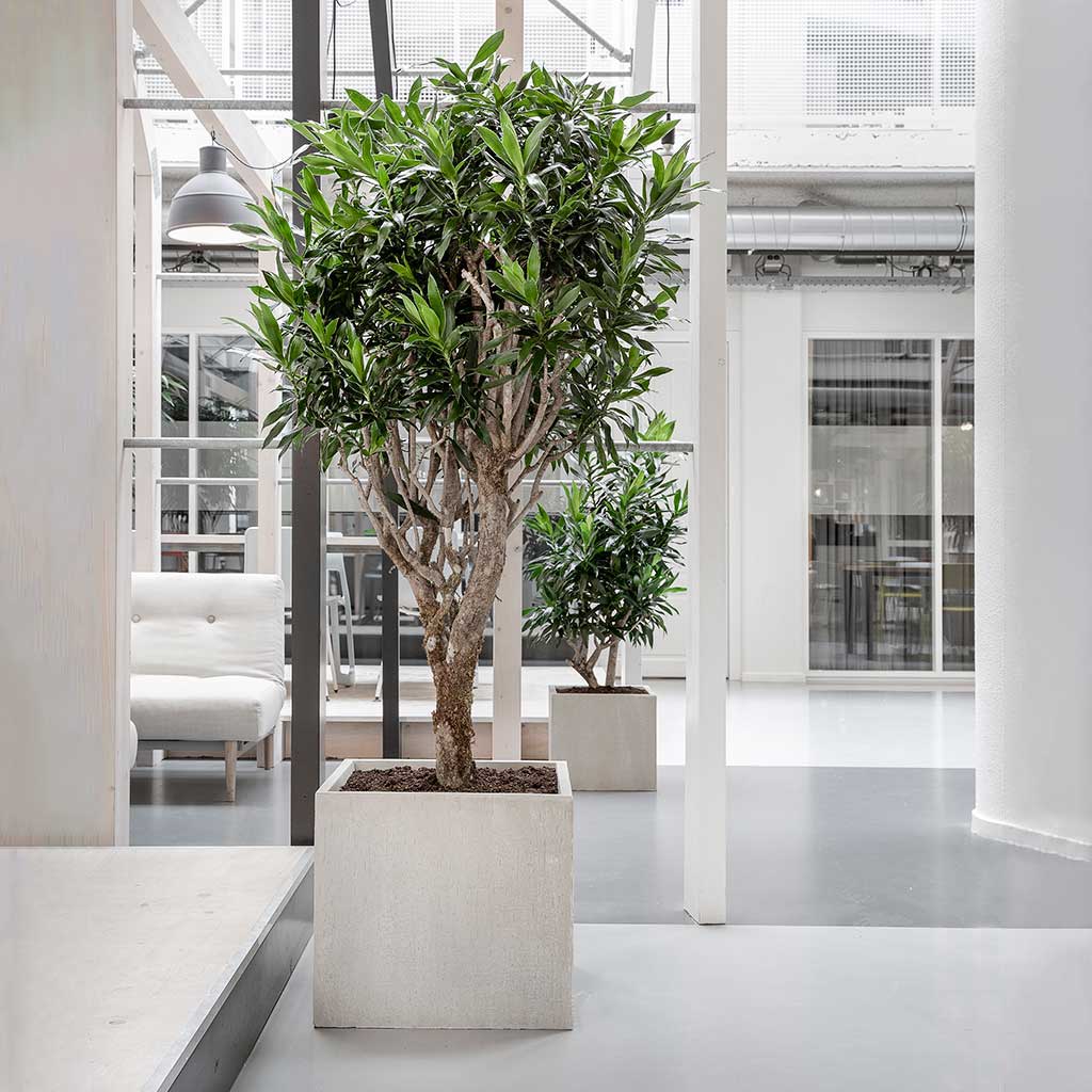 Large Office Planters For Business