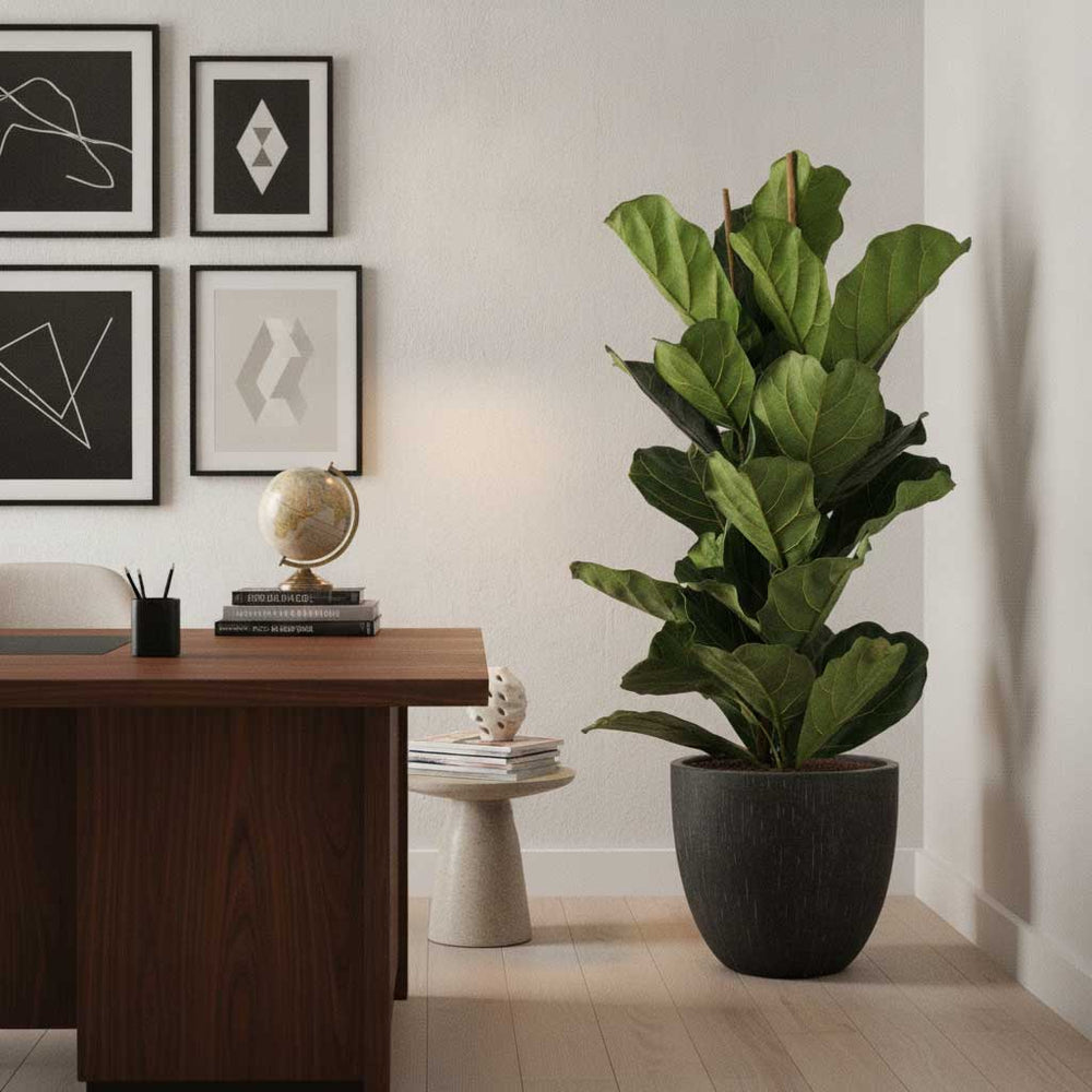 Ficus lyrata - HydroCare in Raindrop Egg Planter - Anthracite