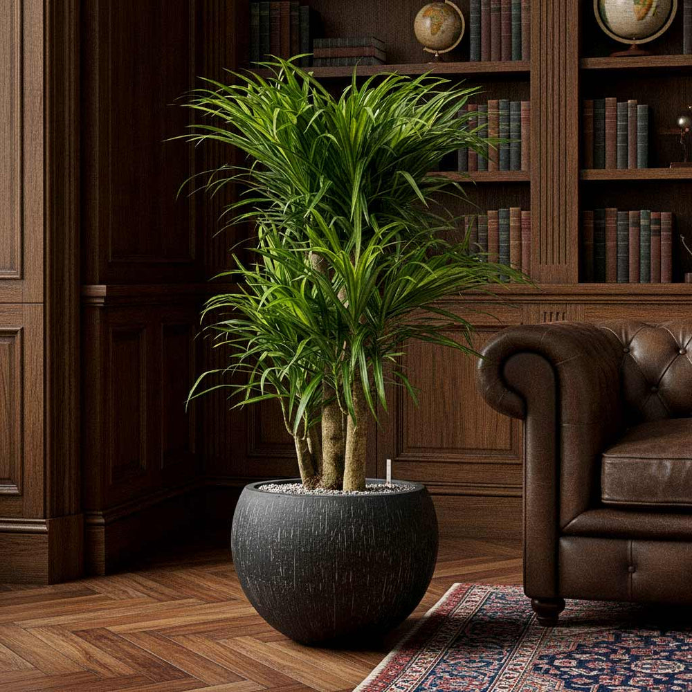 Dracaena in Raindrop Globe Planter - Anthracite