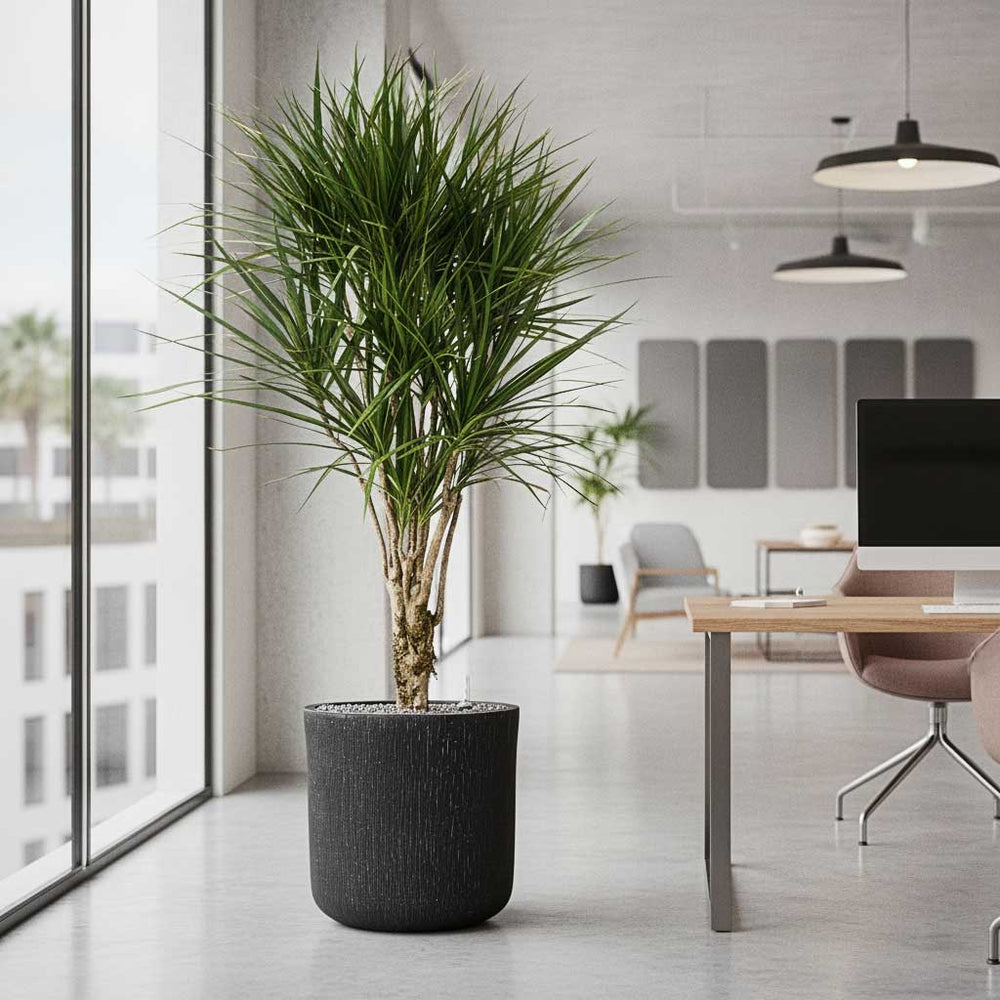 Dracaena in Raindrop Round Planter - Anthracite