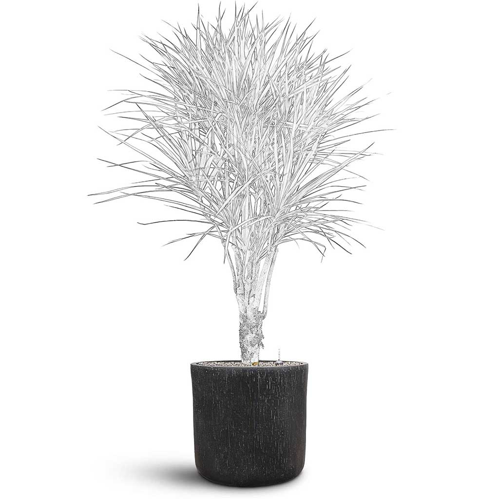 Raindrop Round Planter - XL Plant Display