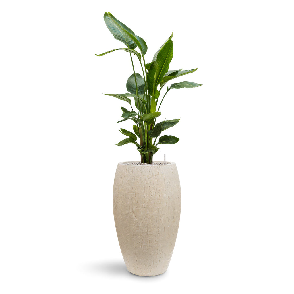 Raindrop Tall Balloon Planter - Large Plant Display