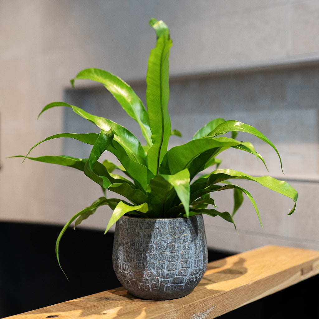Asplenium in Renzo Plant Pot Shiny Slate