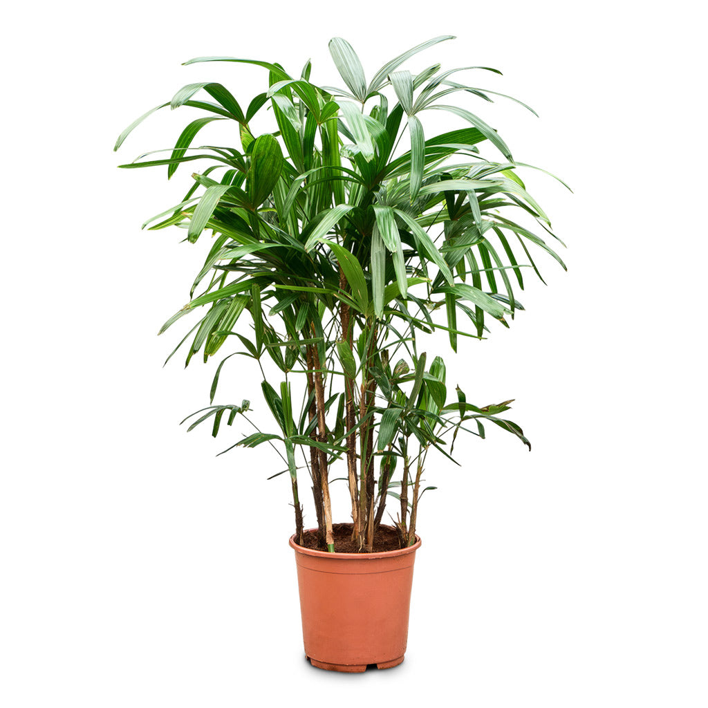 Rhapis excelsa Lady Palm 23x110cm
