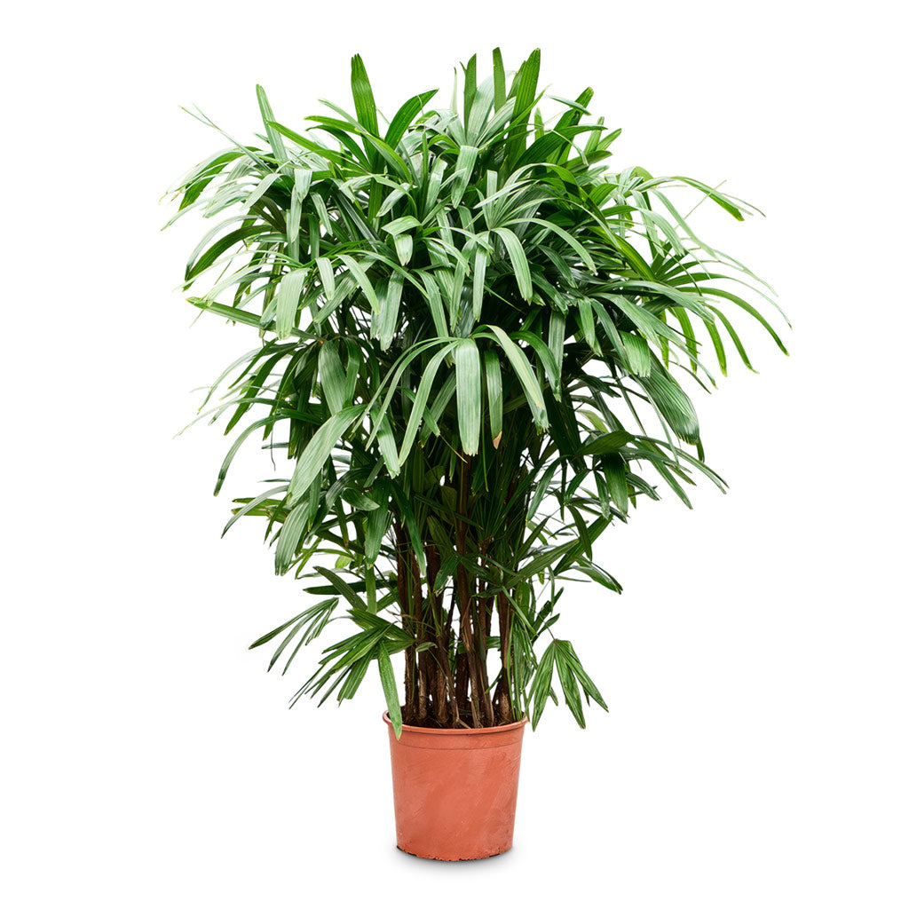 Rhapis excelsa Lady Palm 28x150cm