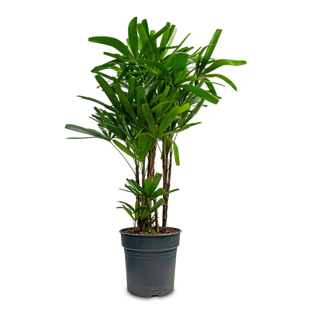 Rhapis excelsa - Lady Palm - 30 x 140cm
