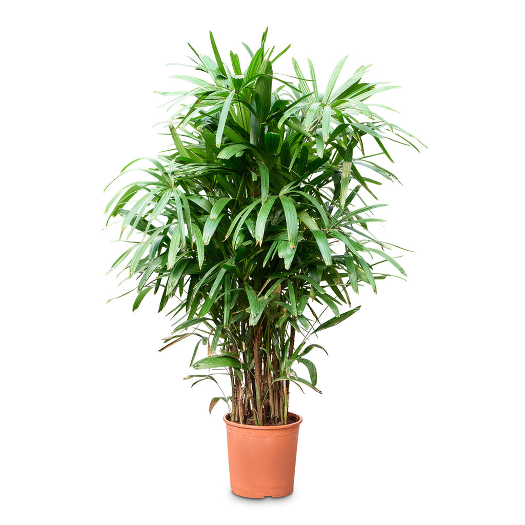 Rhapis excelsa Lady Palm 30x170cm