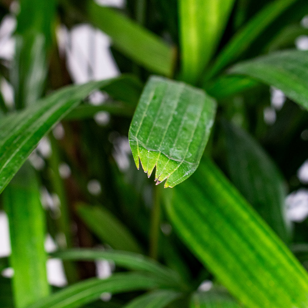 Rhapis excelsa Lady Palm Close up