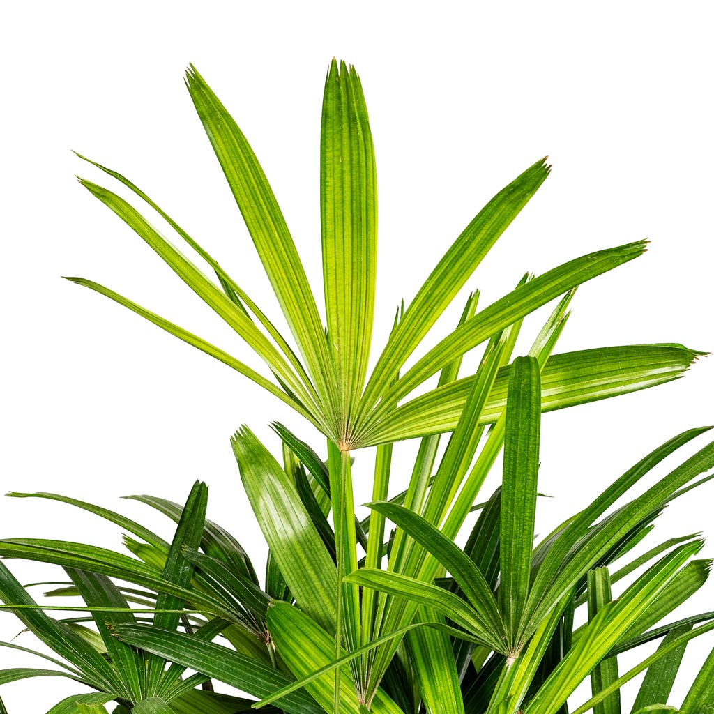 Rhapis excelsa Lady Palm close up