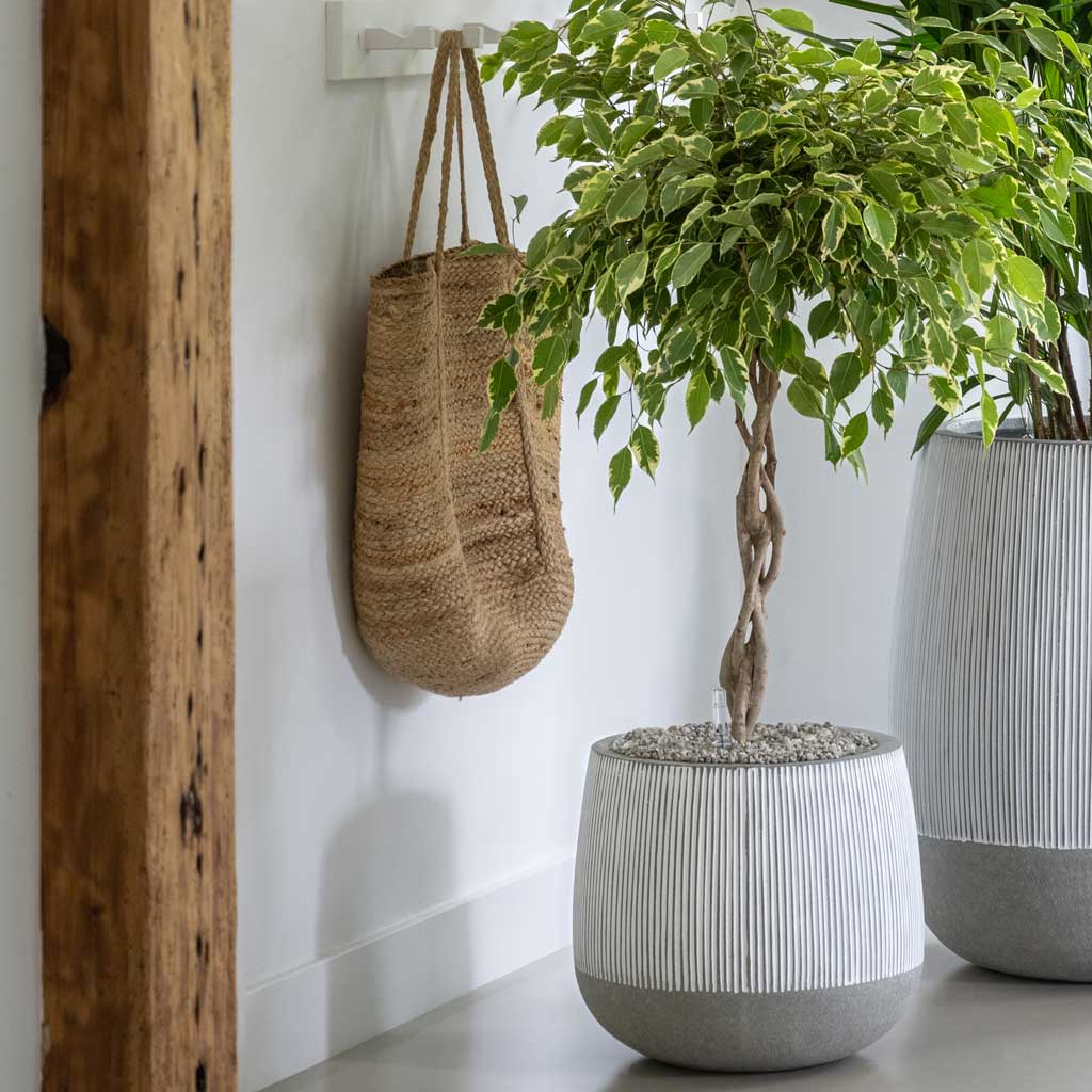 Ridged Pax Plant Pot - White Stripe & Weeping Fig