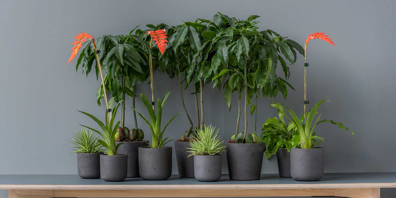 Rough Mini Plant Pots