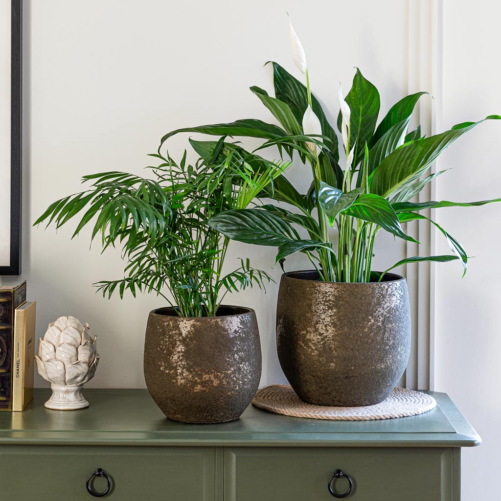 Rustic Plant Pot Moss Green With Peace Lily & Parlour Palm