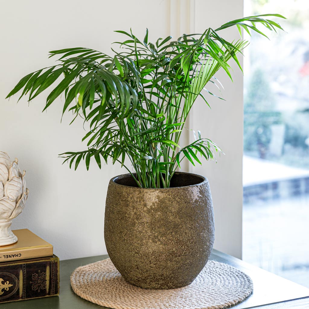 Parlour Palm In Rustic Plant Pot Moss Green