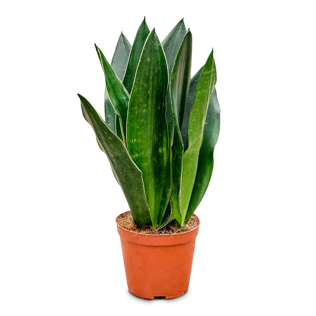 Sansevieria Black Diamond 12x40cm