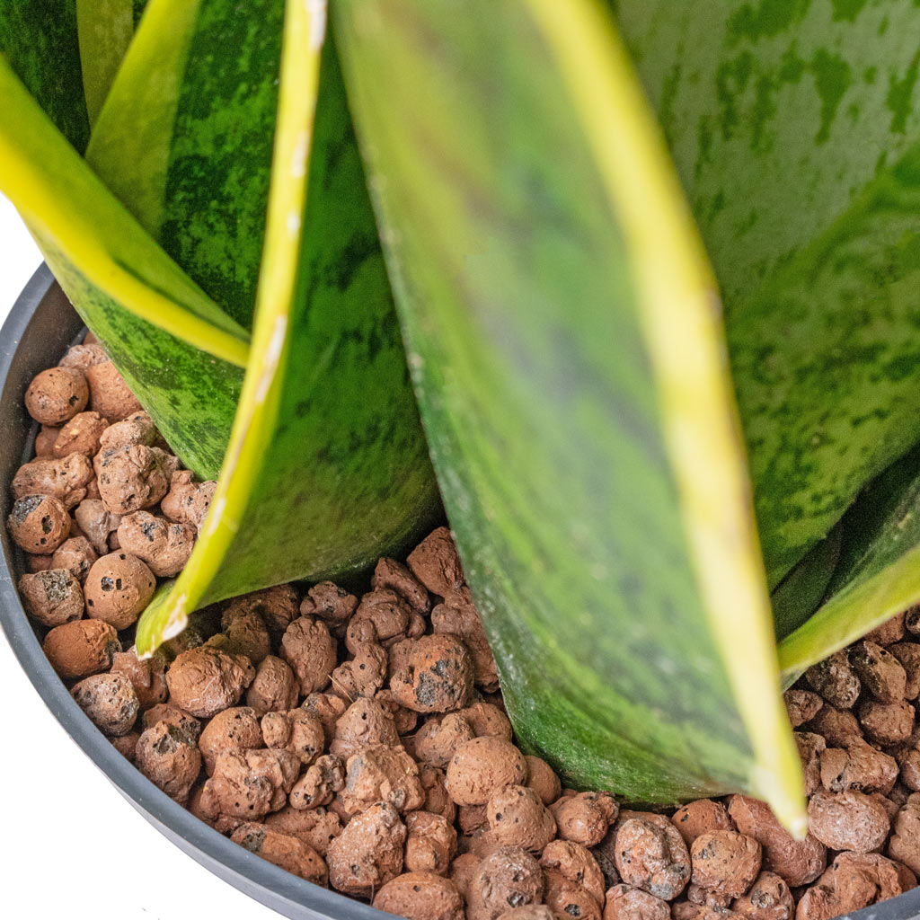 Sansevieria Futura Superba - HydroCare - Close Up