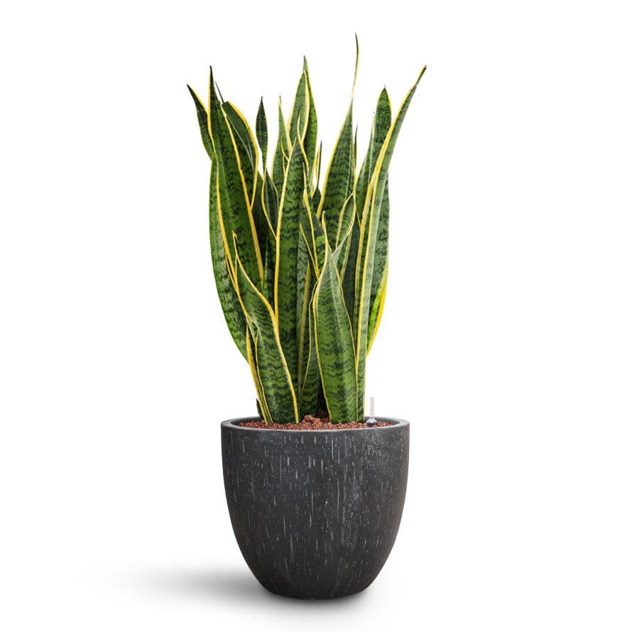 Sansevieria Laurentii - HydroCare & Raindrop Egg Planter - Anthracite