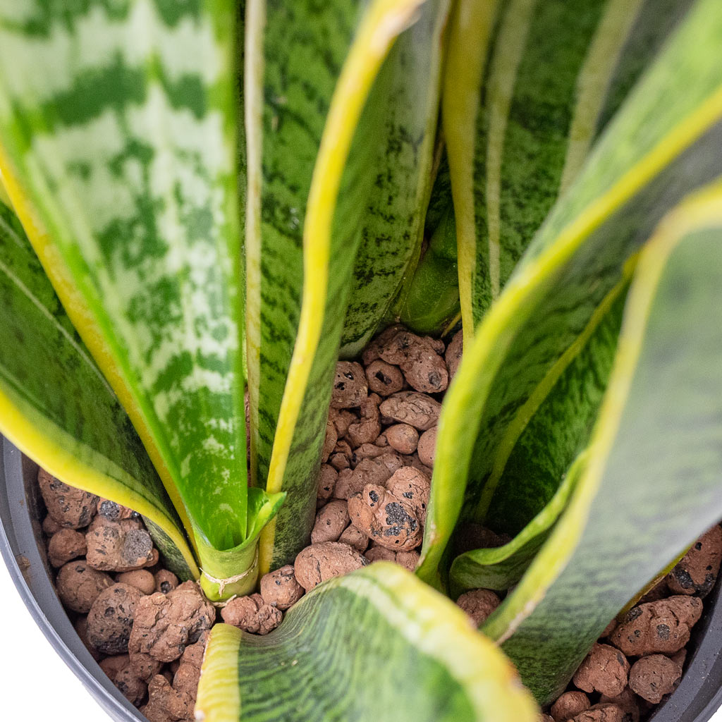 Sansevieria Laurentii - HydroCare Close Up