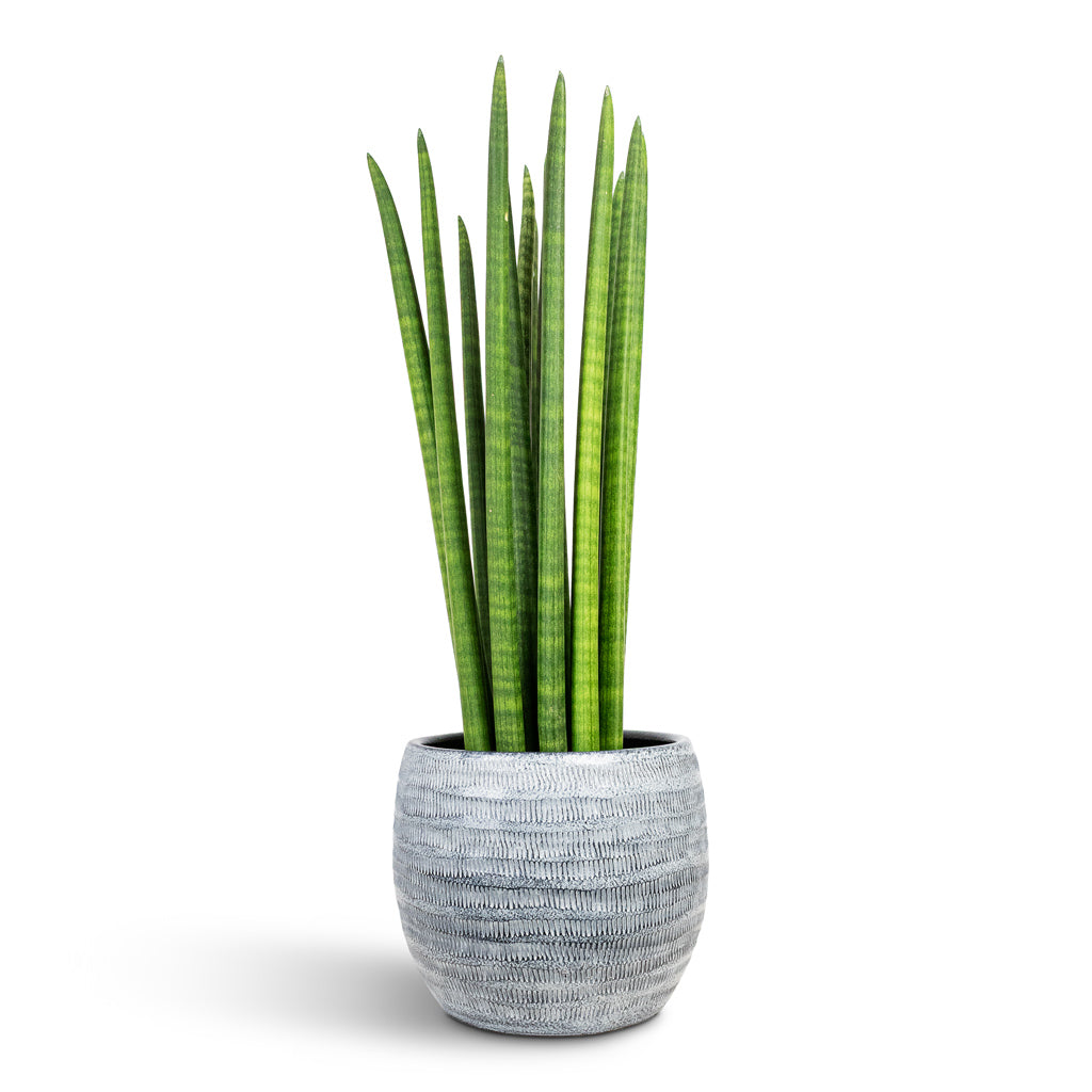 Sansevieria cylindrica Straight 17x60cm House Plant In Manuel Pot Shiny Grey 22x18cm