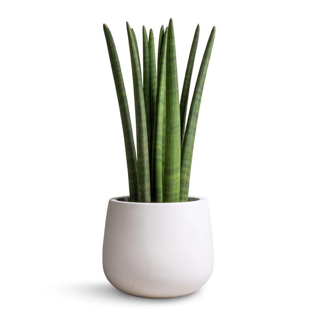 Sansevieria cylindrica Straight - Cylindrical Snake Plant & Kevan Essentials Plant Pot - Matt White