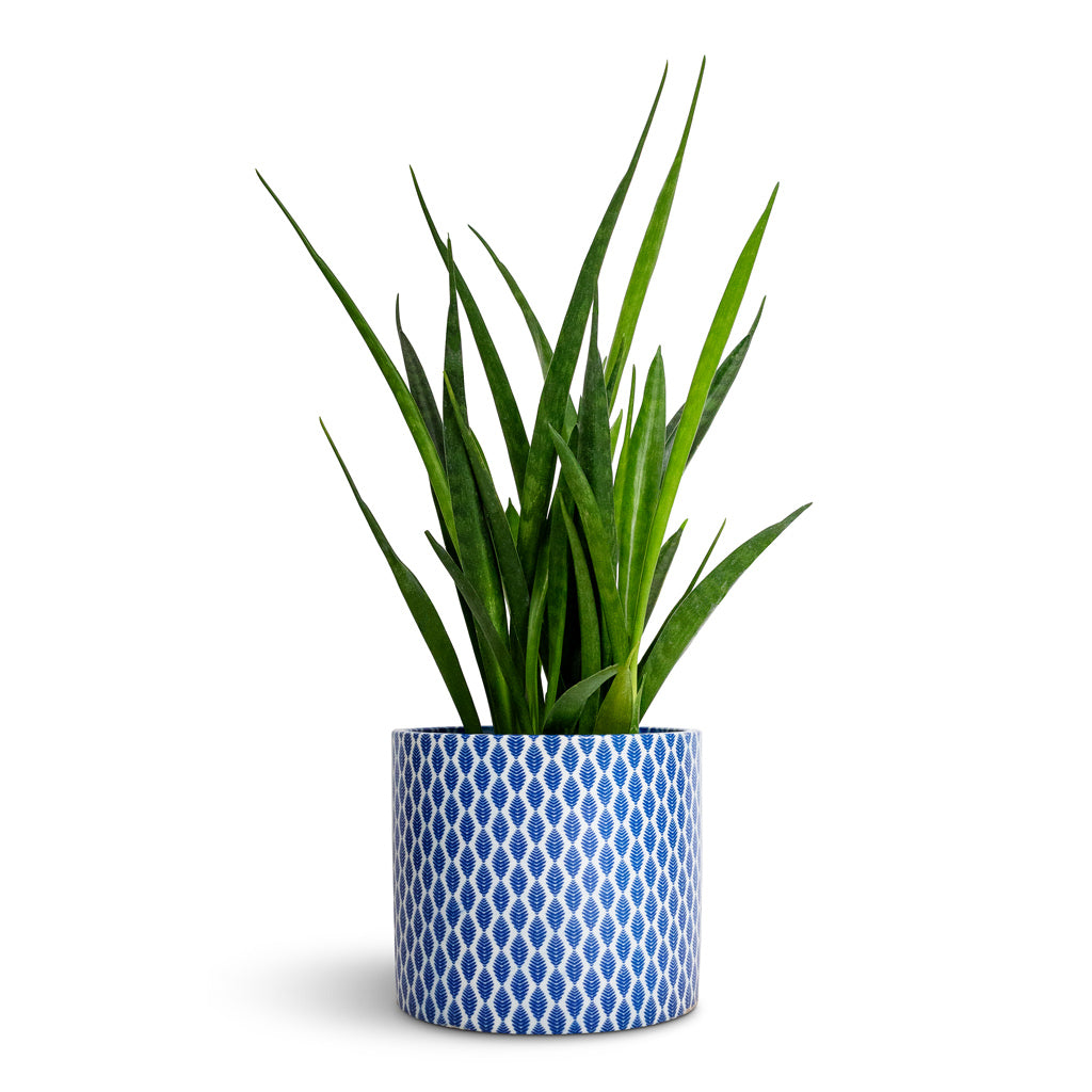 Sansevieria kirkii - Star Sansevieria & Lazzaro Plant Pot - Navy Garland