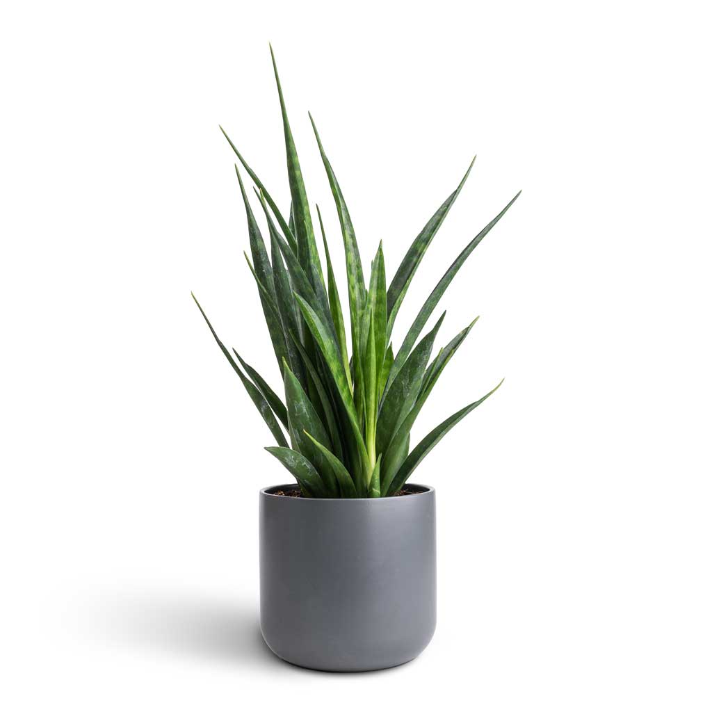 Sansevieria kirkii - Star Sansevieria & Lisbon Plant Pot - Charcoal