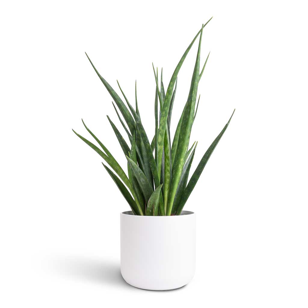 Sansevieria kirkii - Star Sansevieria & Lisbon Plant Pot - White