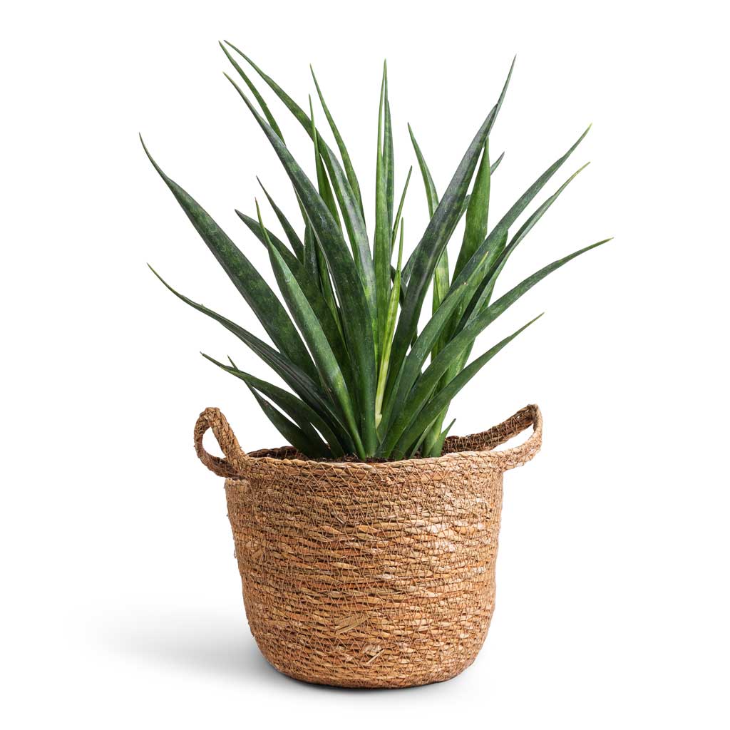 Sansevieria kirkii - Star Sansevieria & Nelis Plant Basket - Natural