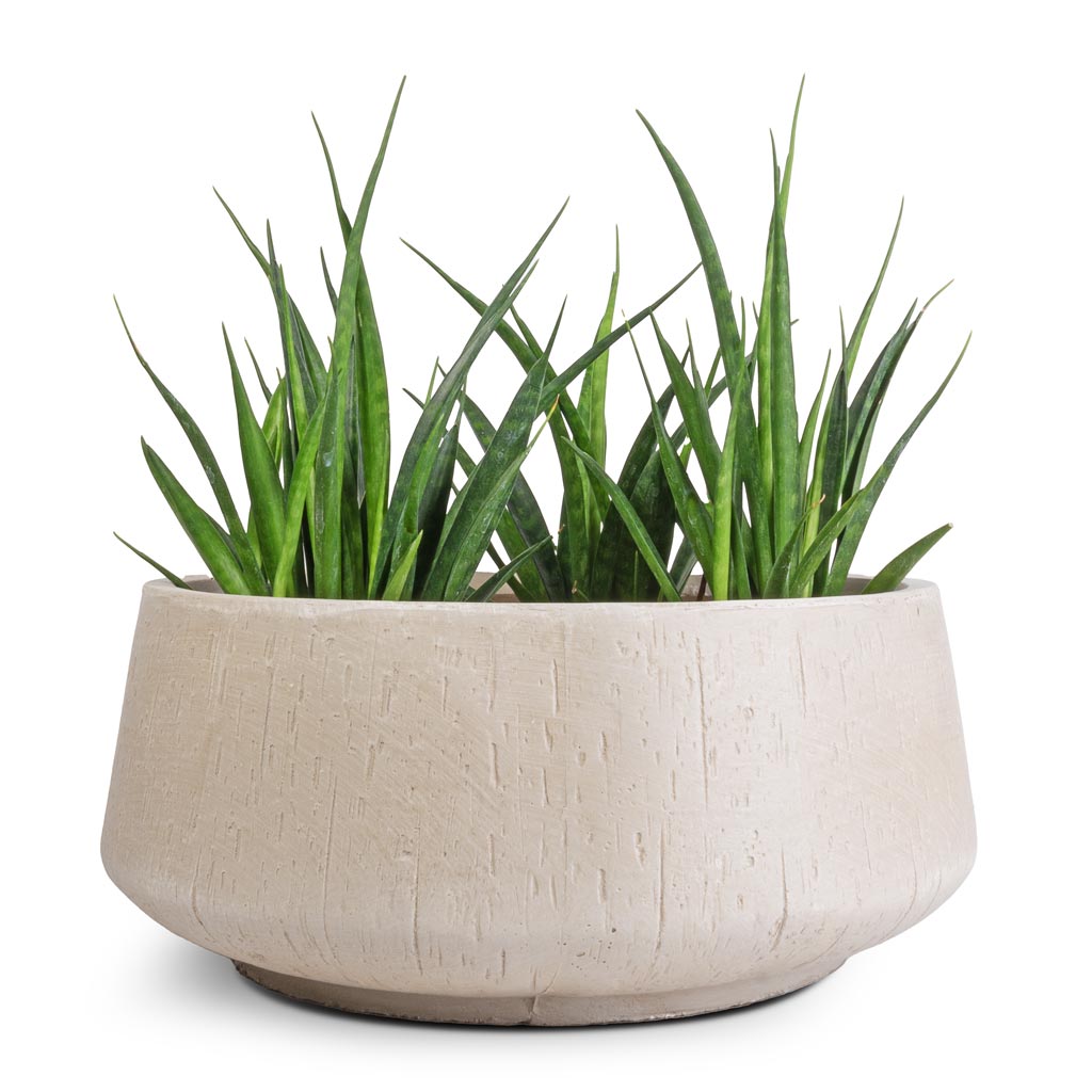 Sansevieria kirkii - Star Sansevieria & Raindrop Bowl Planter - Stone
