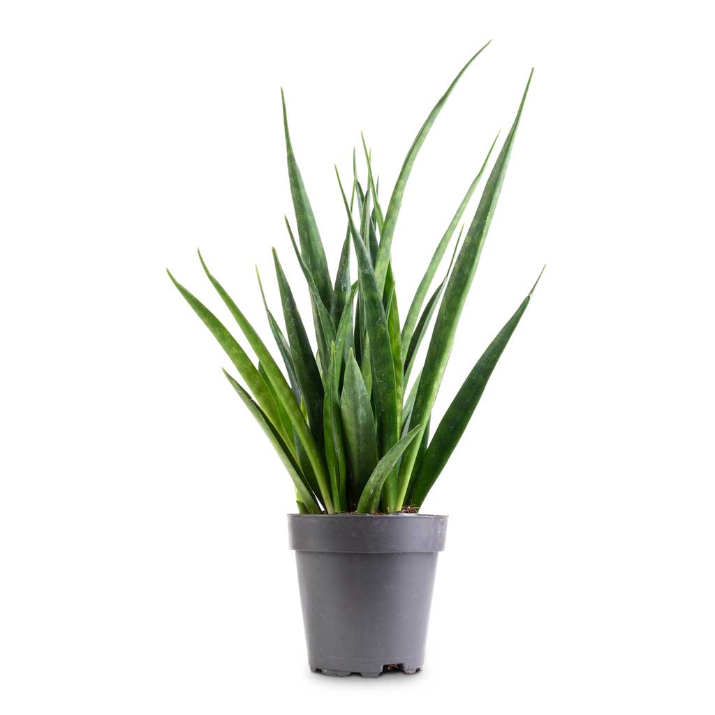 Sansevieria kirkii - Star Sansevieria - 12 x 40cm
