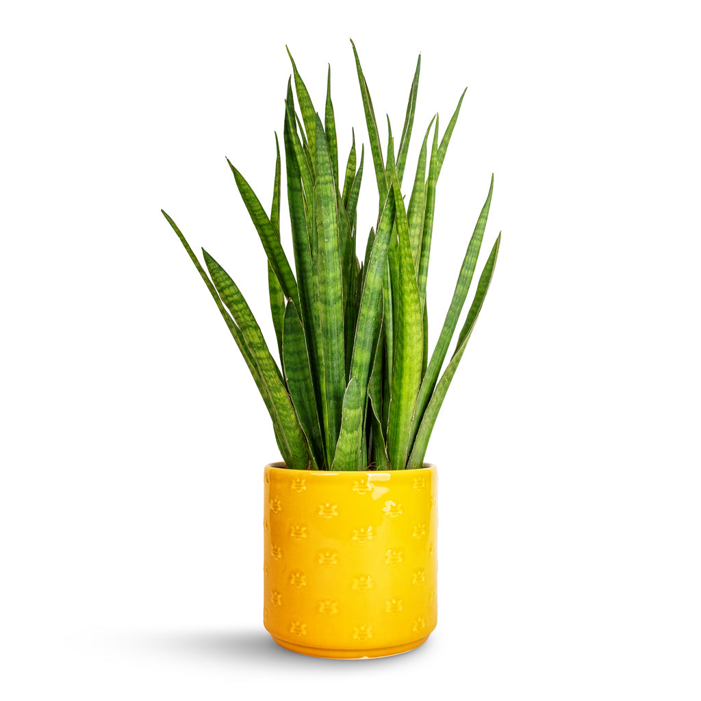 Sansevieria kirkii - Star Sansevieria & Arley Plant Pot - Yellow Bee
