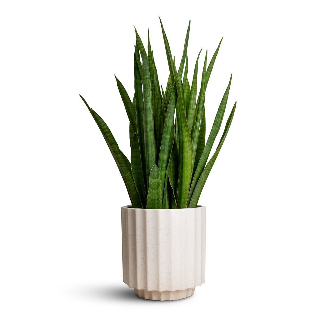 Sansevieria kirkii - Star Sansevieria