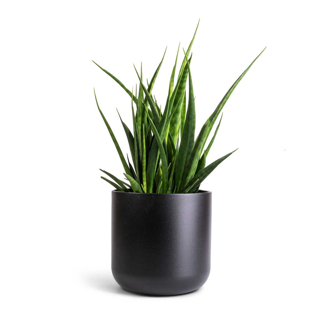 Sansevieria kirkii - Star Sansevieria & Lisbon Plant Pot - Anthracite