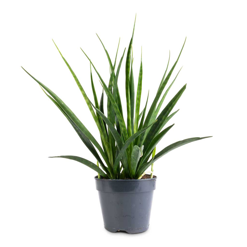 Sansevieria kirkii - Star Sansevieria - 15 x 50cm