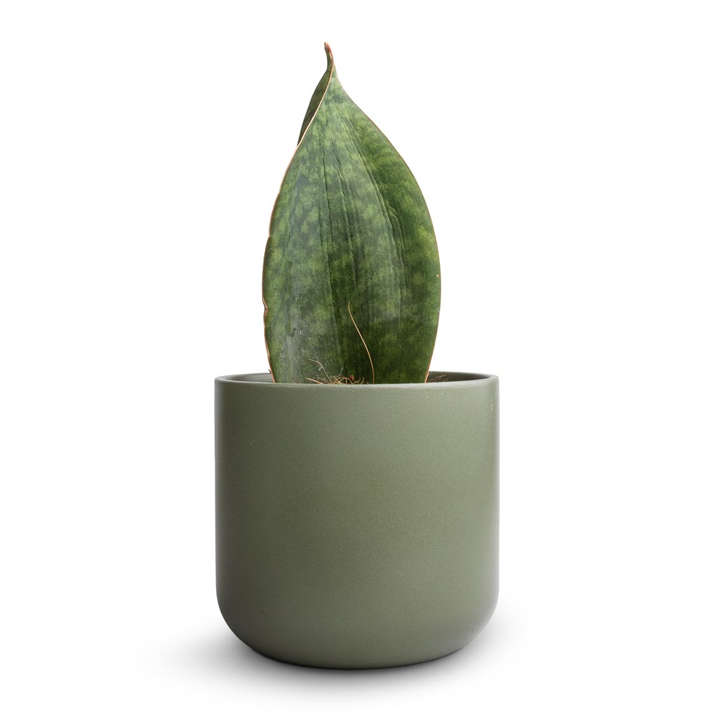 Sansevieria masoniana Victoria - Shark Fin Snake Plant & Lisbon Plant Pot - Sage