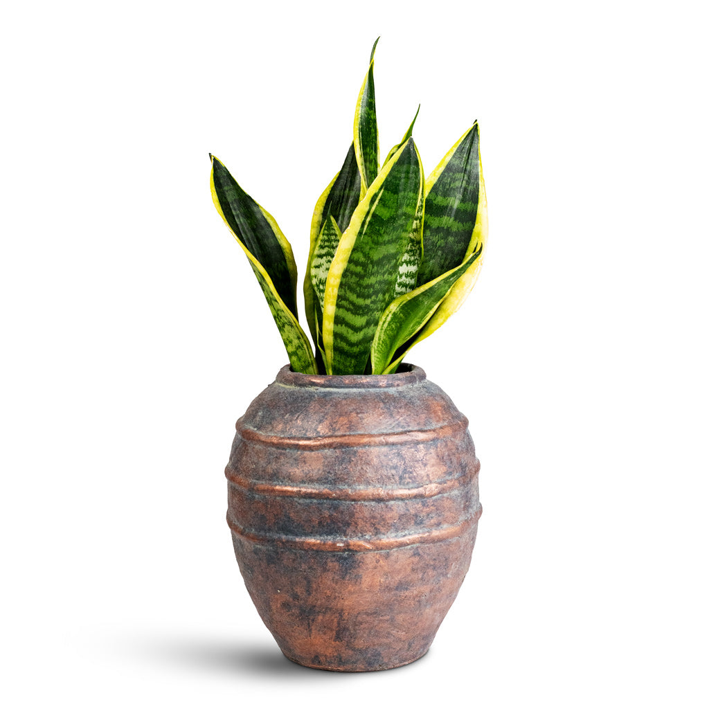 Sansevieria trifasciata Futura Superba - 9x30cm- House Plant InKris Vase Copper Grey - 21x23cm