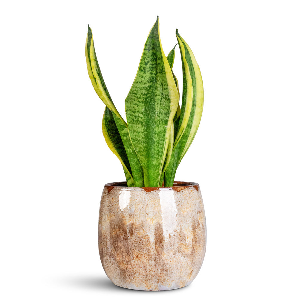 Sansevieria trifasciata Futura Superba 9x30cm Suus Pot Latte 15x13cm