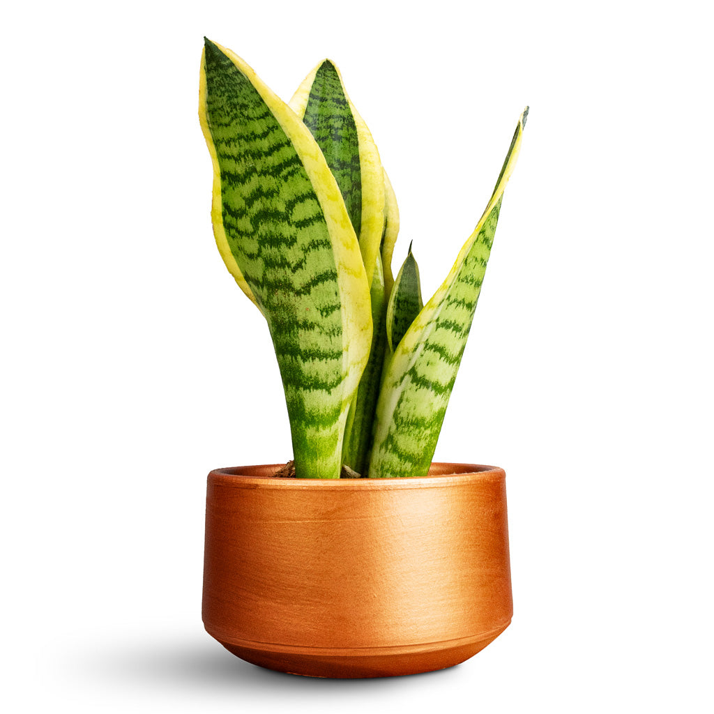 Sansevieria trifasciata Futura Superba In Tivoli Bowl Copper
