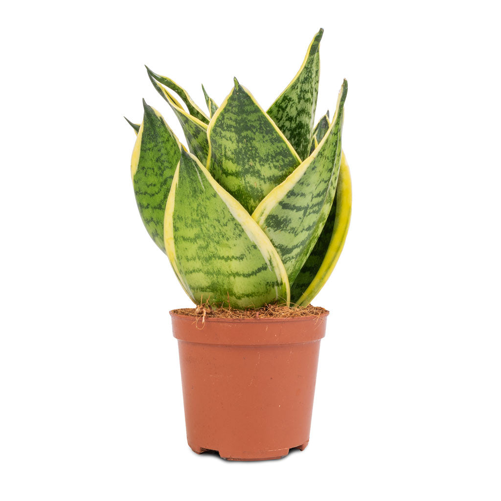 Sansevieria trifasciata Golden Hahnii - Birds Nest Snake Plant
