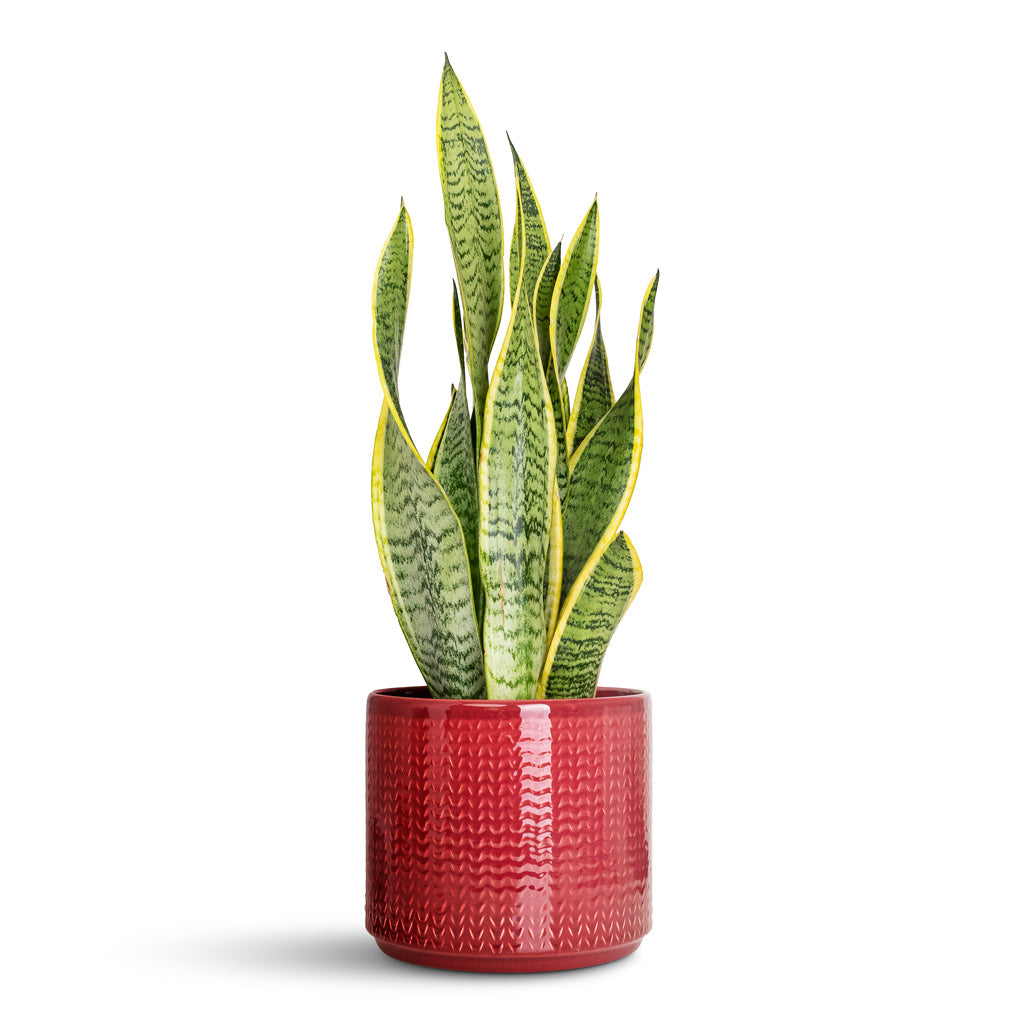 Sansevieria trifasciata Laurentii In Chevron Pot Ruby