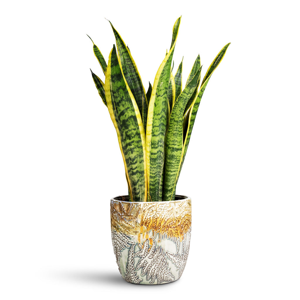 Sansevieria trifasciata Laurentii Houseplant 14x50cm Fern Plant Pot Camouflage 16x15cm