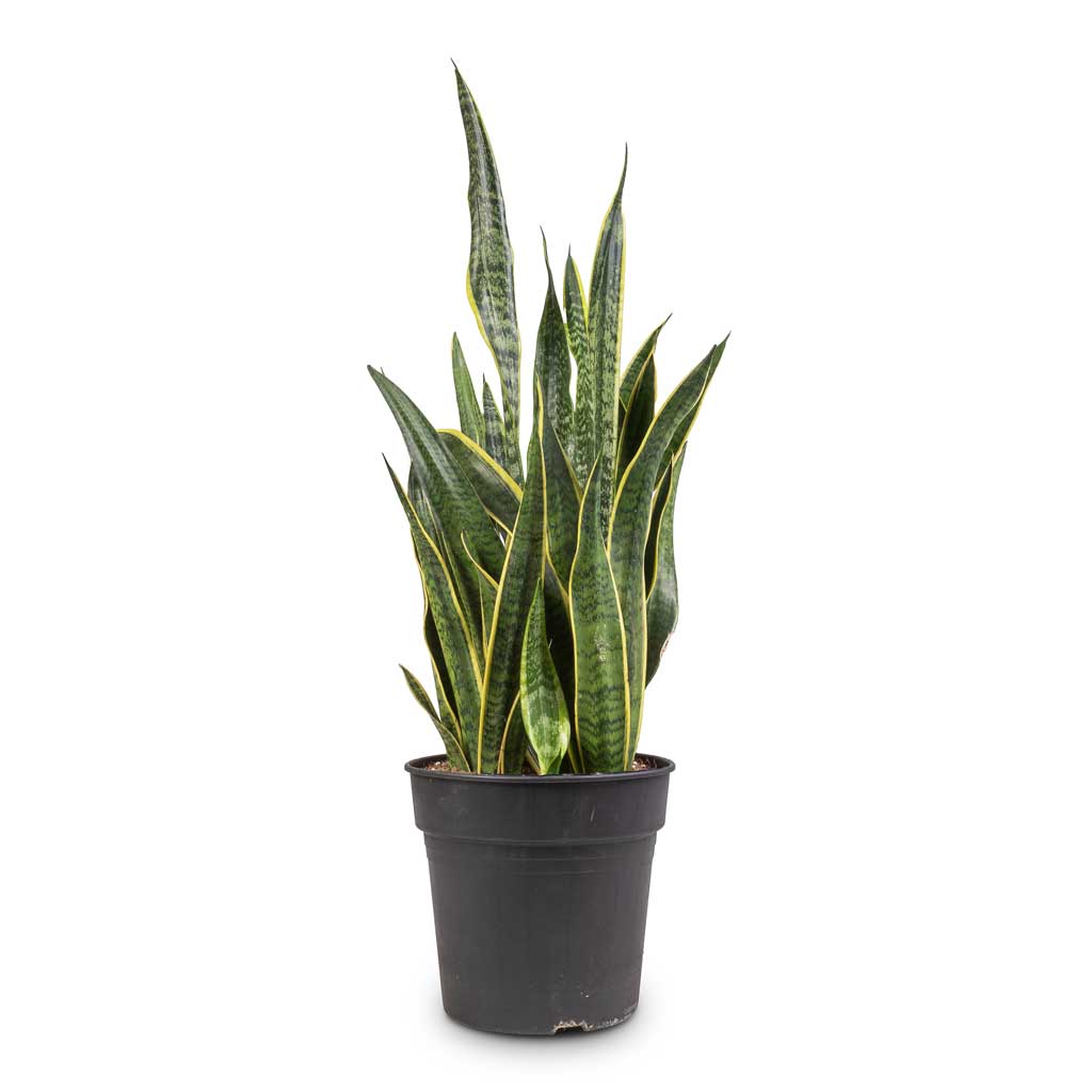 Sansevieria trifasciata Laurentii - Variegated Snake Plant 27cm