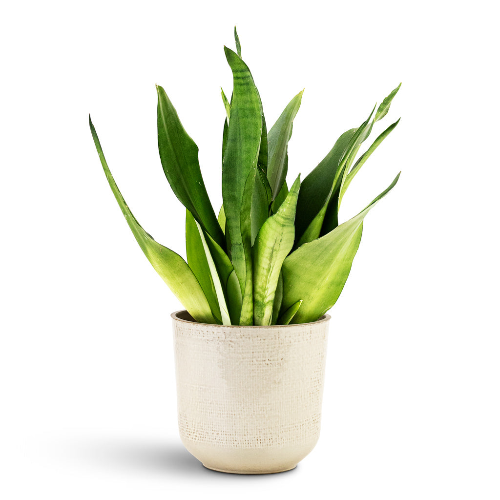 Sansevieria Trifasciata Moonshine 12x40cm In Nouri Pot Ivory 17x16cm