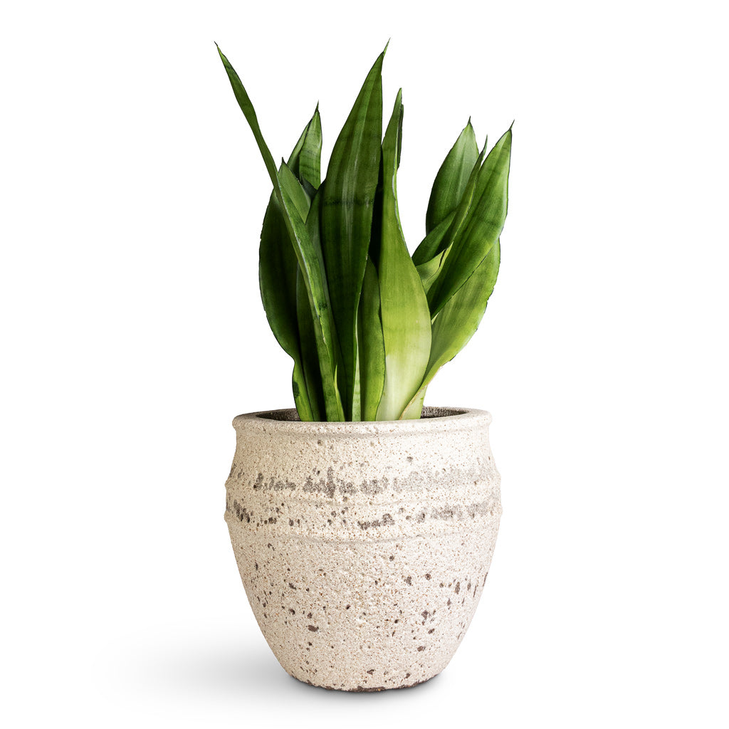 Sansevieria trifasciata Moonshine - 17x60cm In Athena Mediterranean Planter Chalk White - 28.5x24cm