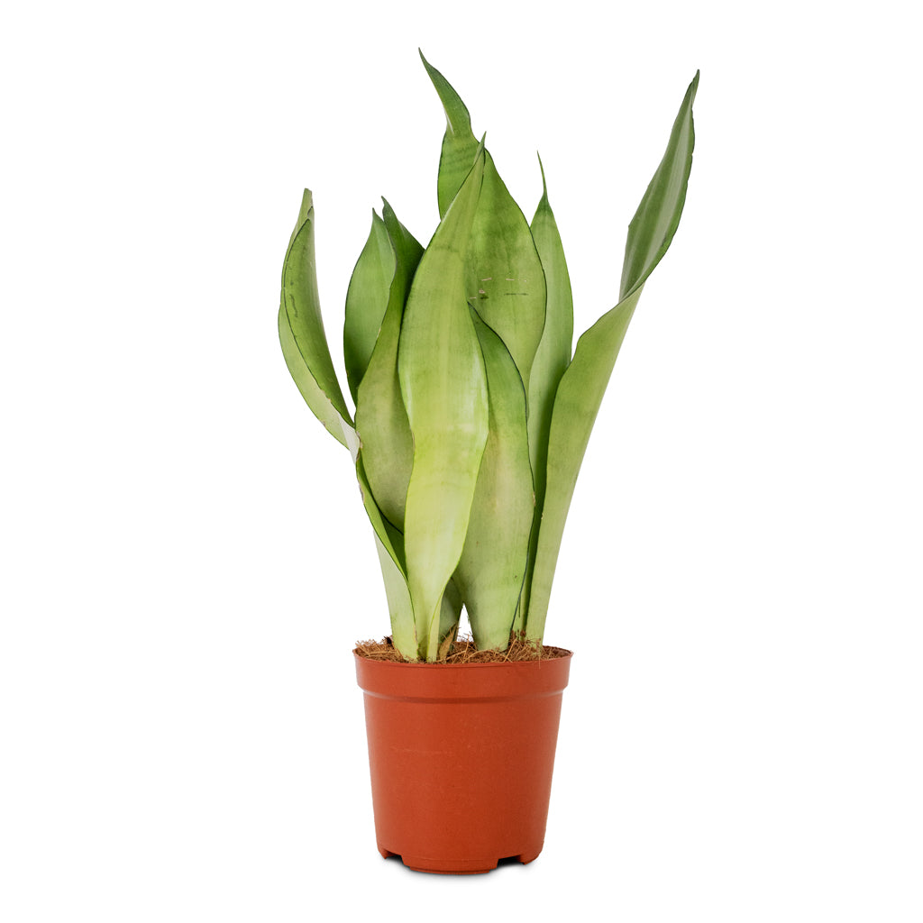 Sansevieria trifasciata Moonshine - Snake Plant - 12 x 40cm