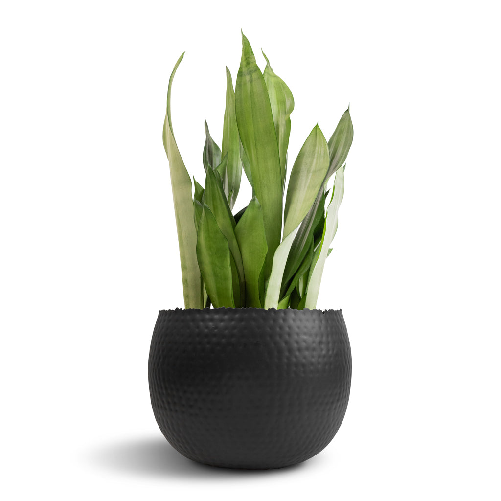Sansevieria trifasciata Moonshine - Snake Plant