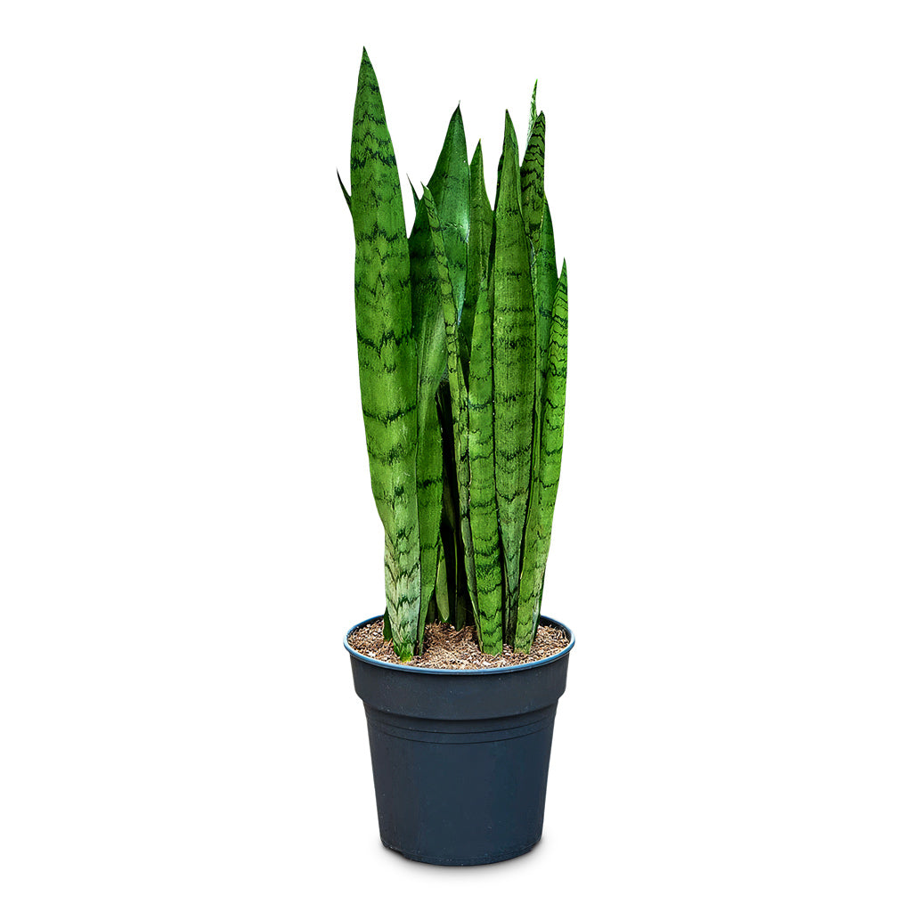 Sansevieria trifasciata Silver Mist 21x75cm