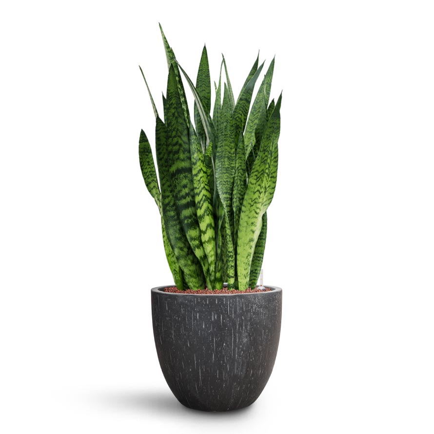Sansevieria zeylanica - HydroCare & Raindrop Egg Planter - Anthracite