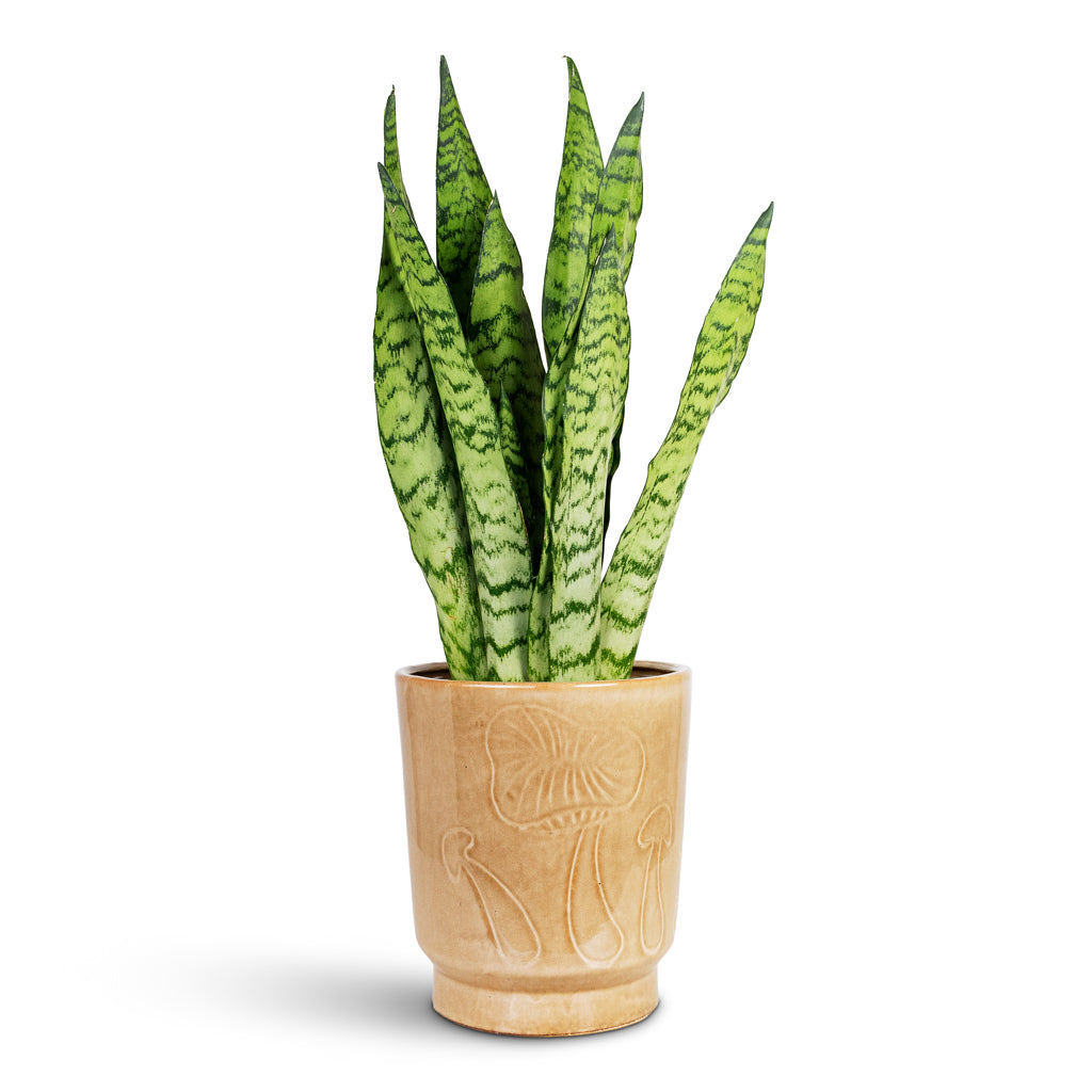Sansevieria zeylanica 14x50cm House Plant In Porchini Glaze Pot Toasted Caramel 18x20cm