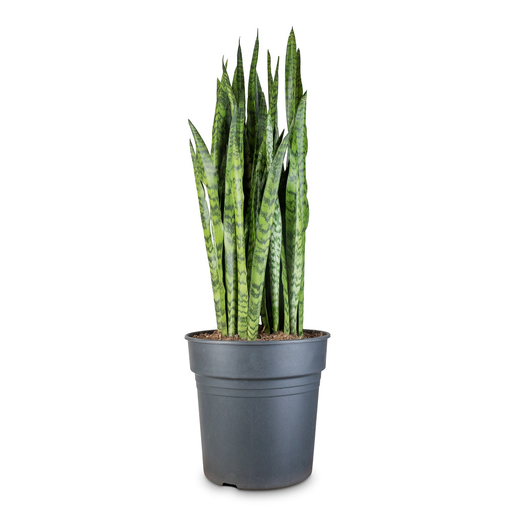 Sansevieria zeylanica - 27x90cm