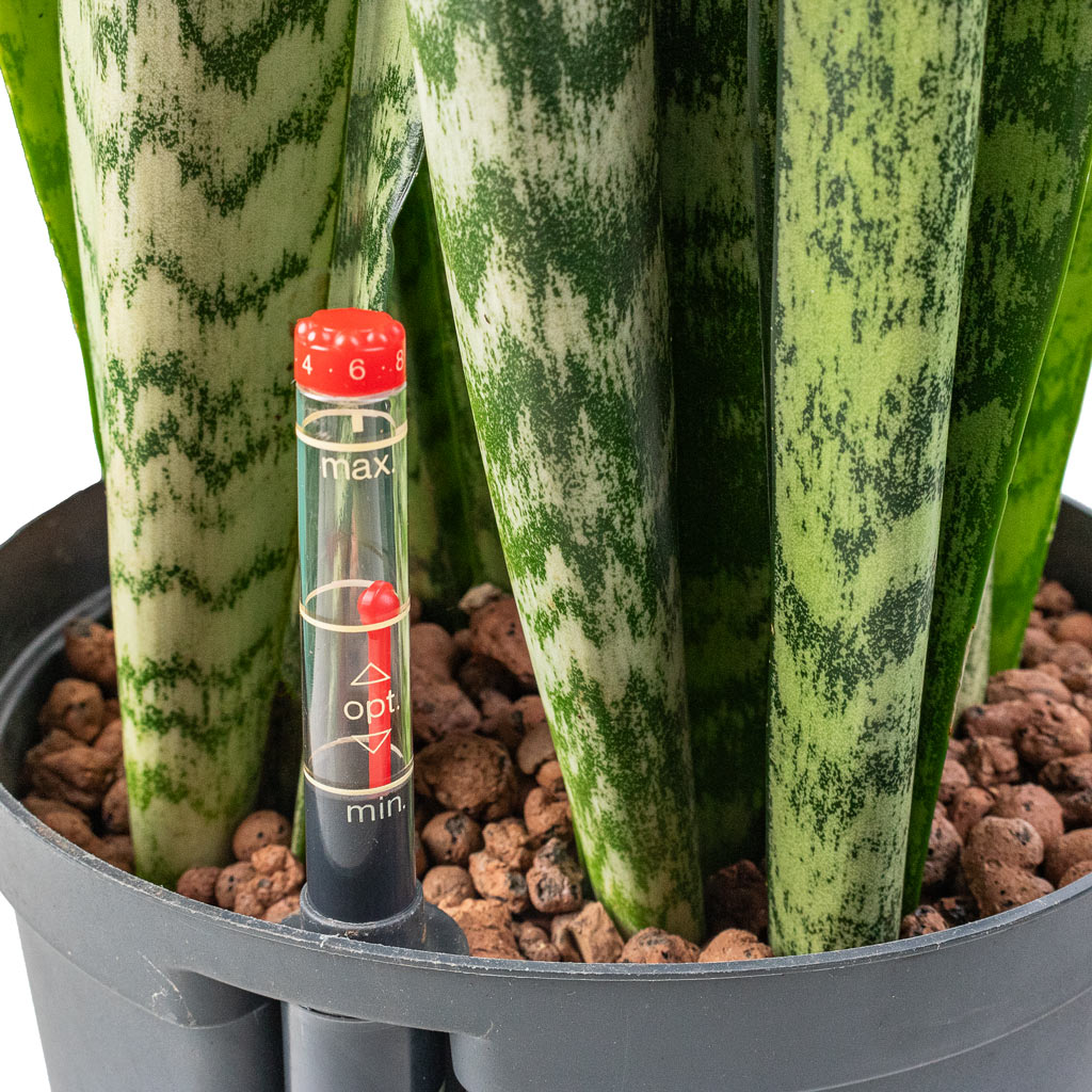 Sansevieria zeylanica - HydroCare - Close Up